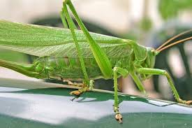 Publicat în data de 30 mai 2002. O Regiune Din Rusia Duce O LuptÄƒ AcerbÄƒ Cu LÄƒcustele Insectele Distrug Tot Ce Este Verde In Calea Lor