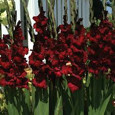 Image result for Gladiolus decoratus