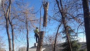 So the best advice is to decide to enter certified as soon as possible though there is chainsaw licence online. Tree Removal Services Expert Tree Service Science