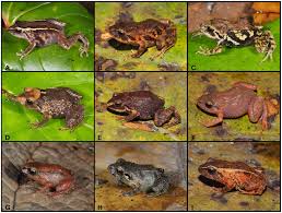 Image result for Pristimantis bambu