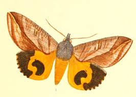 Image result for Otiophora