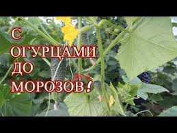 юлия миняева во саду ли в огороде новое 2019 Sdelajte Eto I Budete S Ogurcami Do Morozov Youtube