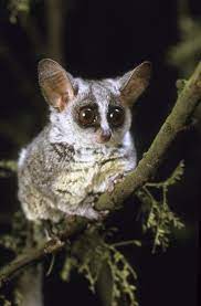Galago senegalensis moholi, south african galago. Galago Moholi Uwdc Uw Madison Libraries