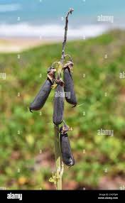 Image result for Crotalaria phylicoides