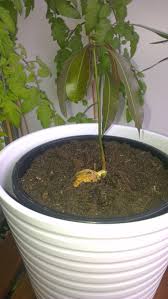 You could plant the seed directly in the ground, but planting it in a pot first allows you to control temperature exposure during the vulnerable early stage transplant the seedling to a spot in full sun. How To Plant A Mango Seed