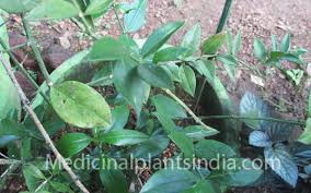 Image result for Azima tetracantha