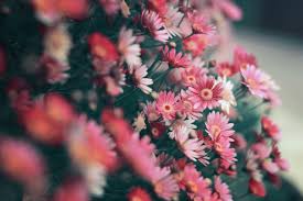 We did not find results for: 5351976 6016x4000 Flowers Petal Small Rose Daisy Floral Png Images Cute Flower Wallpaper Bouquet Landscape Detail Stem Pink Nature Plant View Mocah Hd Wallpapers