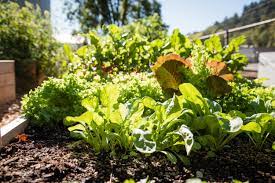 Best Vegetables To Plant In Your Spring Garden Portland Edible Gardens Raised Garden Beds Edible Landscaping And Vegetable Garden Help In Portland Or