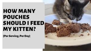 We did not find results for: How Many Pouches Should I Feed My Kitten Per Serving Per Day