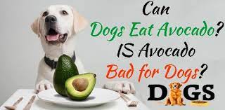 Can Dogs Eat Avocado Is Avocado Bad For Dogs Dogsfud Dogs Dogshealth Dogsfood Dogsbreed Can Dogs Eat Dog Eating Toxic Foods For Dogs