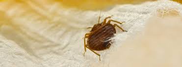 They are parasitic and feed off the blood (usually a. 5 Bugs That Look Like Bed Bugs Ehrlich Pest Control
