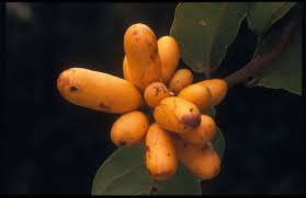 Image result for Uvaria laurentii