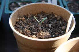 Image result for tomato seedling damping off