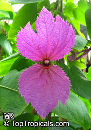 Image result for Dalechampia capensis