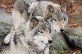 Wolf synonyms, wolf pronunciation, wolf translation, english dictionary definition of wolf. Wolf Tier Steckbrief Im Lexikon Geolino