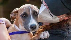 Maybe you would like to learn more about one of these? Texas Shelter Dogs Evacuated To Ahs Ahead Of Tropical Storm Beta Animal Humane Society