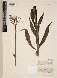 Image result for Sonchus schweinfurthii