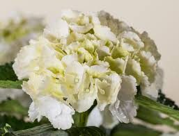 Bauernhortensie Schneeball Hydrangea Macrophylla Schneeball Gunstig Online Kaufen Hydrangea Macrophylla Bauernhortensie Pflanzen Bestellen