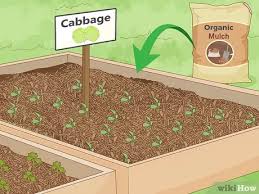 Many people simply enjoy gardening and like to grow a few vegetables for their own consumption. How To Start An Organic Vegetable Garden With Pictures Wikihow