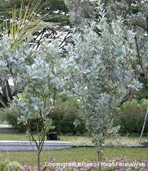 Image result for Conocarpus erectus