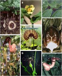 Image result for Aristolochiaceae
