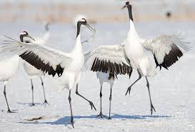 Why Do Birds Fly South For The Winter Riddle Red Crowned Crane Photograph Red Crowned Crane Dancing By Natural Focal Point Photography Crane Dance Focal Point Photography Crane