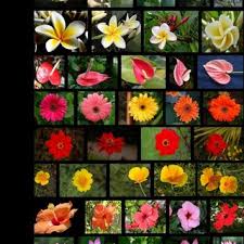 Maybe you would like to learn more about one of these? Pdf An Efficient Classification Of Flower Images With Convolutional Neural Networks