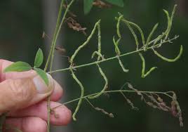 Image result for Desmodium tortuosum