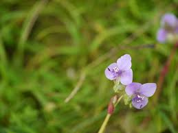 Image result for Murdannia simplex