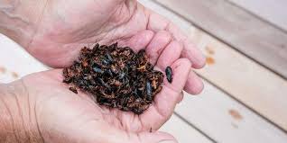 Maybe you would like to learn more about one of these? Bizanos 64 Une Invasion De Scarabees Pourrit La Vie D Un Quartier
