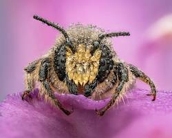 صورة winning images Closeup Photographer of the Year competition macro photography micro photography