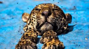 In each species, a certain combination of alleles stimulates the production of large amounts of the dark pigment melanin in the animal's fur and skin. The Black Market For Jaguar Body Parts Oxpeckers