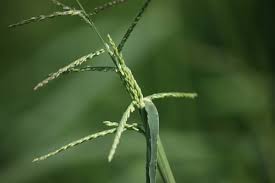 Image result for Digitaria minoriflora