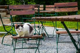 Auch igel freuen sich über manche ein weiteres wirksames mittel zum schutz vor gefräßigen schnecken ist kaffeesatz. Katzenabwehr Mittel Gegen Katzen Zur Abwehr Tiere Online