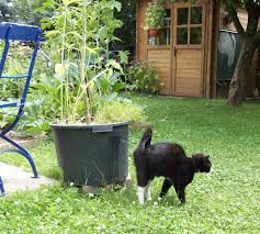 Kedi Idrar Kokusu Nasil Giderilir