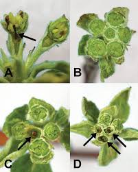 Evaluating Tree Fruit Bud Fruit Damage From Cold