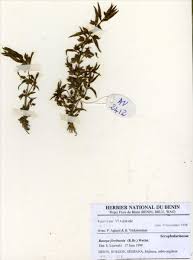 Image result for Bacopa floribunda