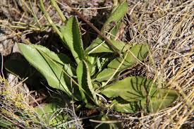 Image result for Alepidea peduncularis