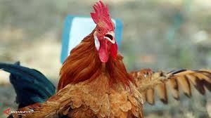 Kumpulan gambar tentang kartun yang menarik. 4 Ayam Termahal Asli Indonesia Harganya Rp 40 Juta Per Ekor Bisnis Liputan6 Com