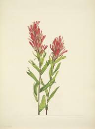 N220 W1150 Vintage Flower Tattoo Indian Paintbrush Botanical Illustration Vintage