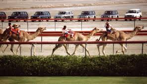 Camel warning sign desert highway in dhofar salalah oman middle east 2. Medicine And Surgery Of Camelids