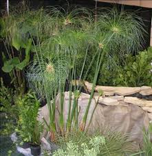 Image result for Cyperus papyrus
