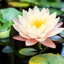 These types of lotus flowers can tackle deep water which makes them a great option for medium to larger sized ponds. Water Lily And Lotus Plant Care Growing Guide