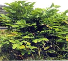 Image result for Oldenlandia angolensis