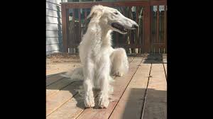 Αυτοι εισβαλλουν στην ελλαδα απο το 2005. Gnwriste Thn Viral Eris Einai Ayto To Skyli Me Th Megalyterh Moysoyda Ston Kosmo Cnn Gr