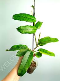 Image result for Microcoelia globulosa