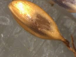 Image result for Oxycaryum