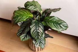 Image result for calathea