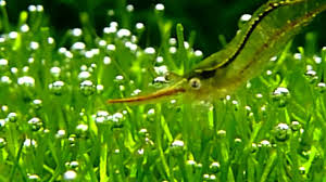 Pearling in western australia, which covers both pearl hunting and pearl farming. Riccia Fluitans Pearling Youtube