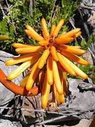 Image result for Aloe wildii